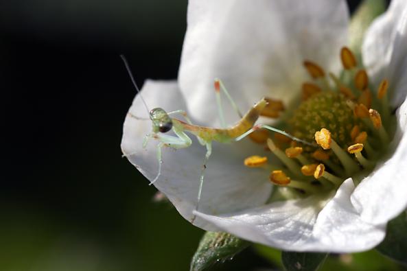 Only a few minutes old, a baby mantid stands in a strawberry blossom