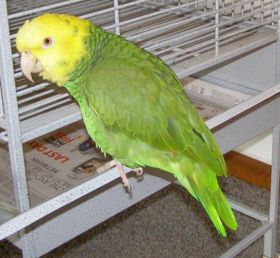 Opa