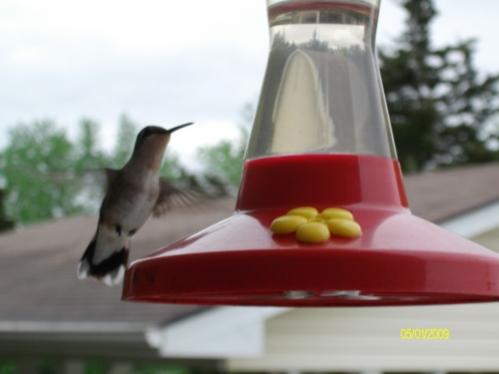 our little visitors, we get so many hummers!
