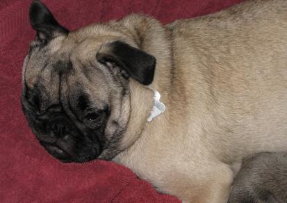 Our Pug