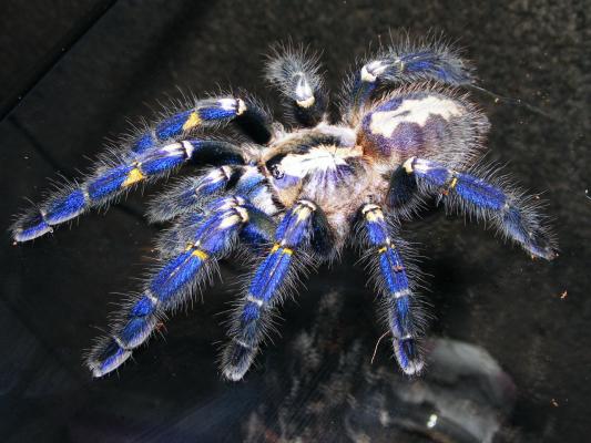 P. metallica