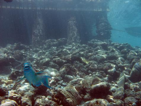 parrot fish - hello!!