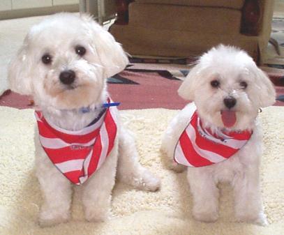 Patriotic Pups