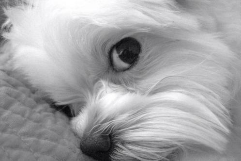 Peanut bw