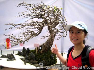 penjing bonsai exhibition 09
