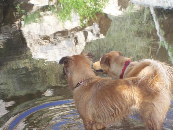 Pepper and Bindi @ our fave hiking spot