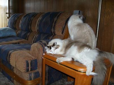 Picture 010