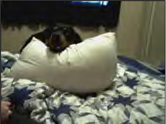Pillow fight with coco