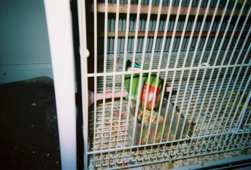 Ping, one of our Peach Faced Lovebirds. Pong was camera shy. But Pong looks just like Ping.