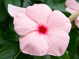 Pink Closeup Avatar.gif