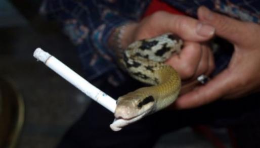 po the smoking snake