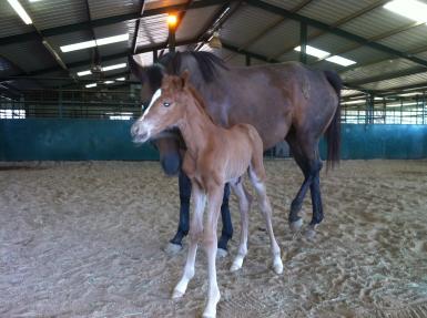 Polly's Filly