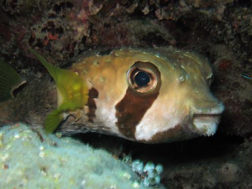 porcupine fish