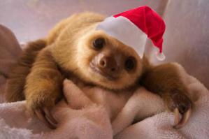 Preloader Xmas