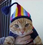 Proud cat