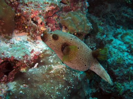 puffer fish