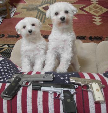 Puppies and Pistols