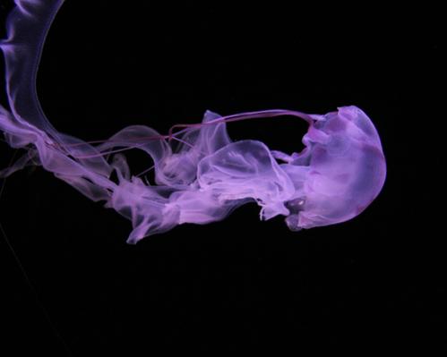 purple vapor