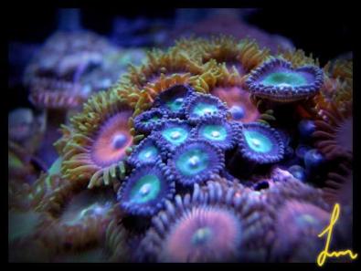 Purplerimgreencentrewhitemouthzoas