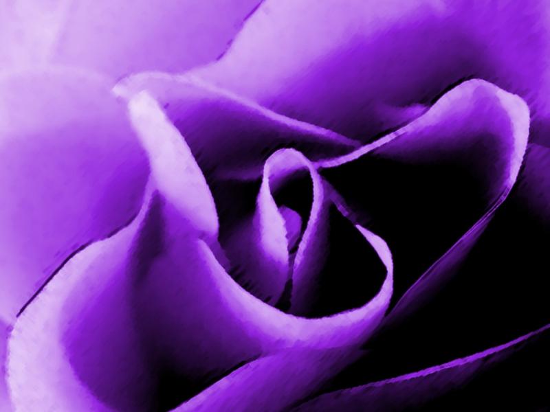 purpleUrose1
