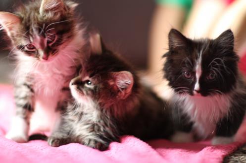 Purrfect kittens