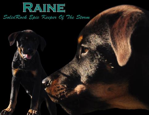Raine