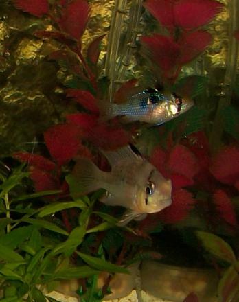 Ram Cichlids
