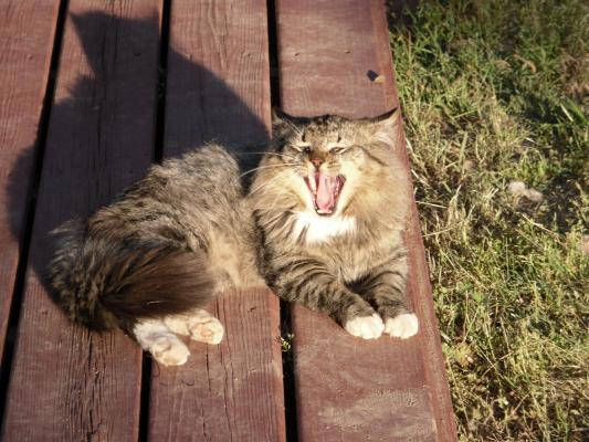 Rawr