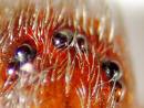 recluse eyes