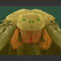 recluse front