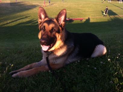 Rocky at the park