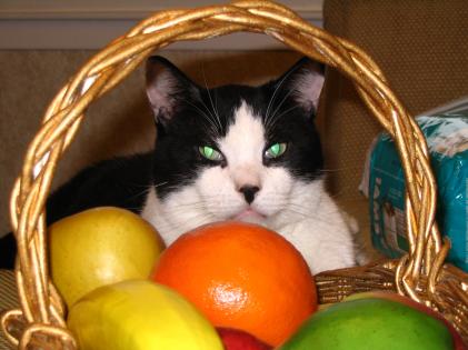 Rocky with Fruit Basket