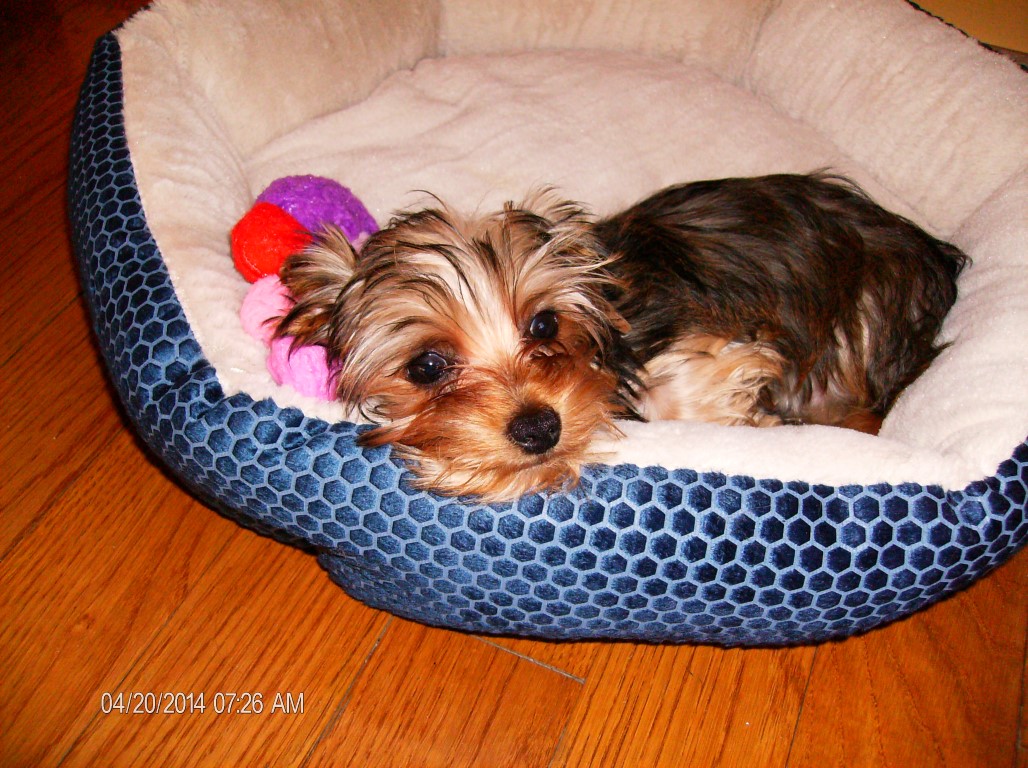 Romeo as a baby