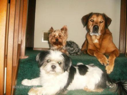 Romeo,Butch,Luigi