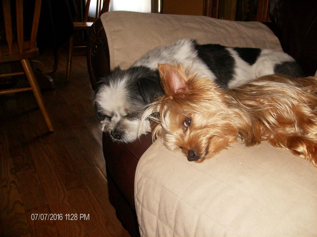 Romeo the 2nd and Luigi