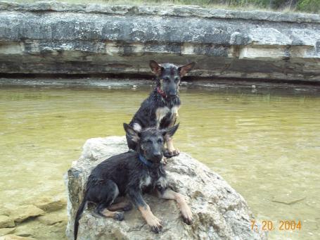 Ruby & Saphire - Sitt'n on a rock in the sun after a swim out at cow-creek