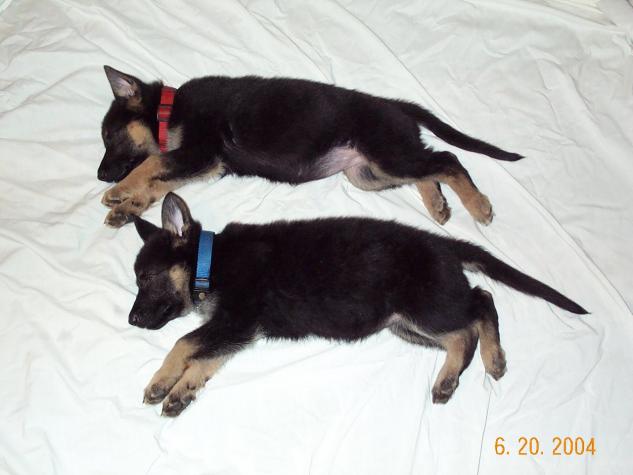 Ruby & Saphire ; Top-secret K-9 recruits in training...
....snoozing like lumps on a log!