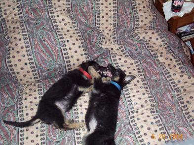 Ruby & Saphire - what a pair o' puppies!  -- There is nothing I can express that would accurately convey the emotional attachment I have for German Shepherds!