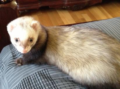 Ruki at about 6 months old