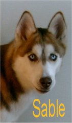 sable