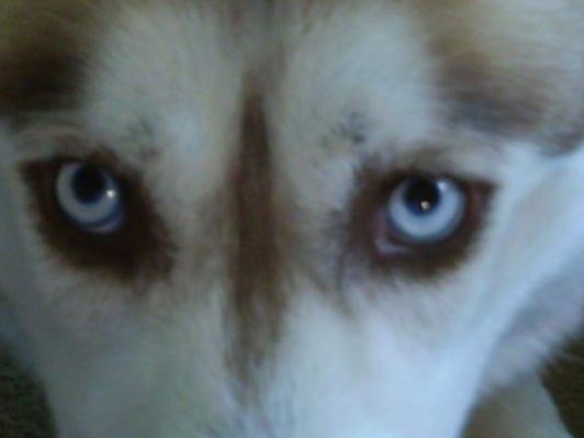 Sables eyes