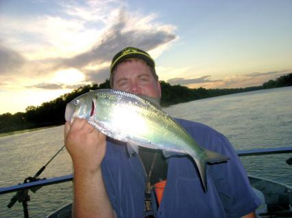 Sac River American Shad