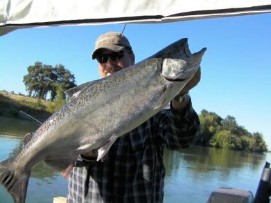 Sac River King Salmon