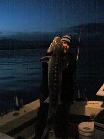 San Pablo Bay Sturgeon