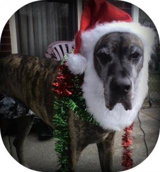 santahowie