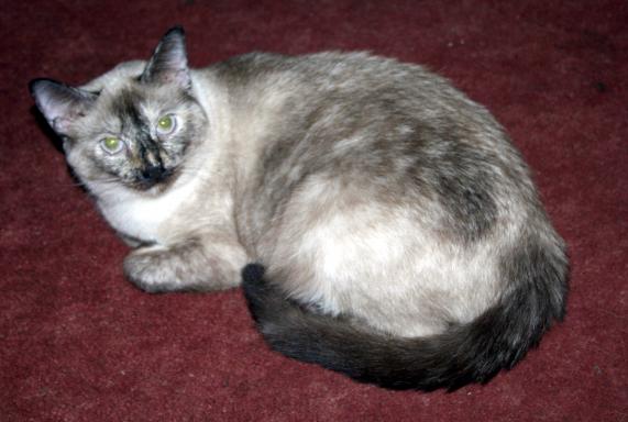 Satine