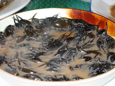 Scorpionsoup