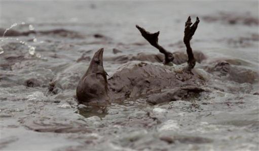 sea bird upside down