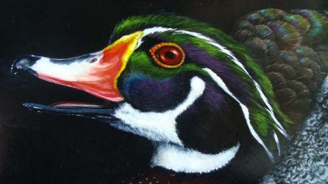 See Ya Later Alligator
Wood Duck Head Close Up