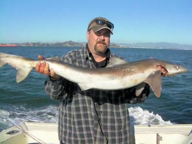 SF Bay 7gill shark